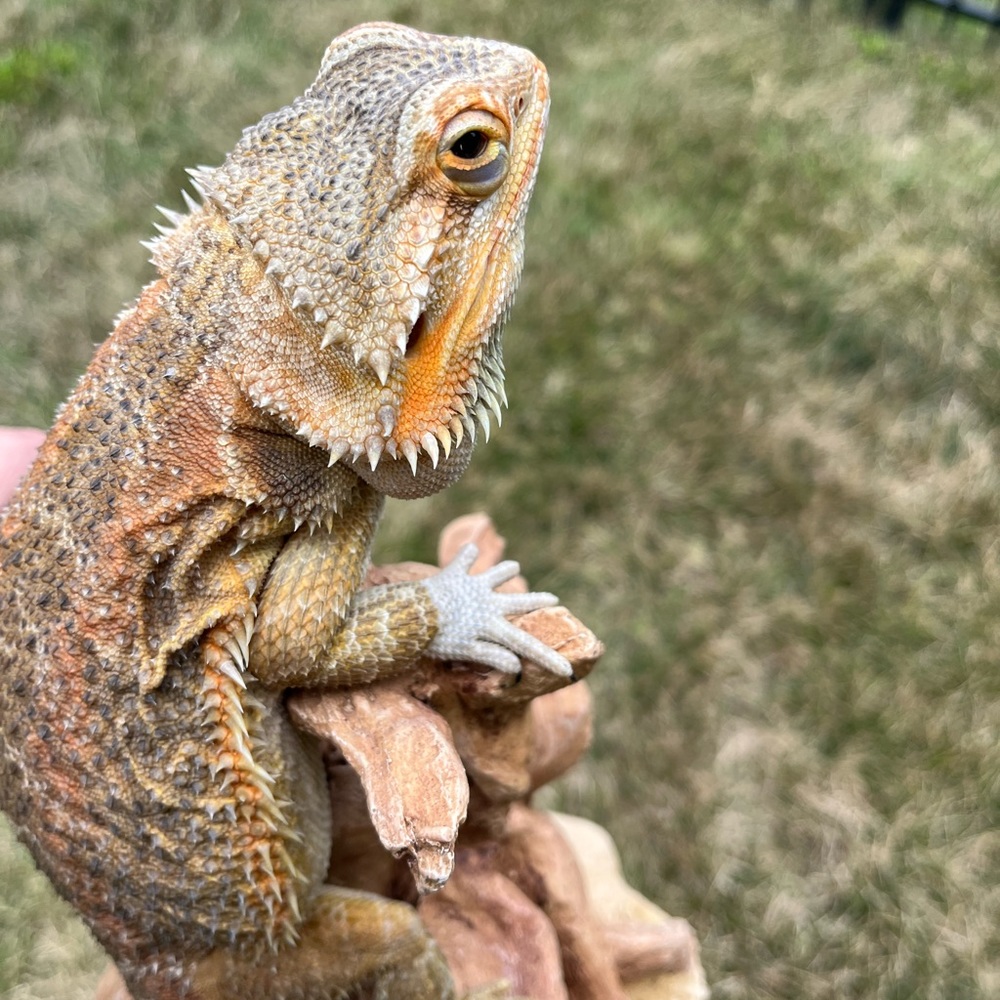 Meet your Posher, Nat!